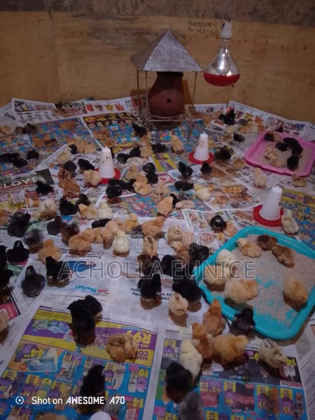 Day Old Chicks Available - thumbnail 3