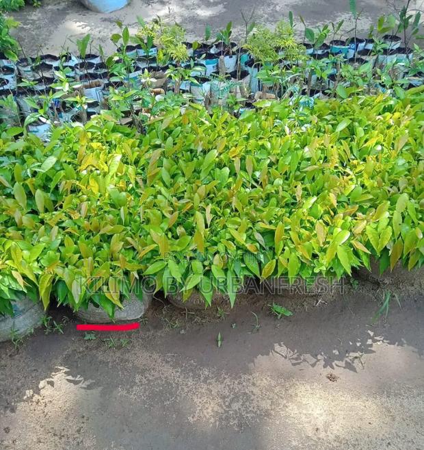 Ashok Tree Seedlings. 250 Seedlings Per Bale. - main view