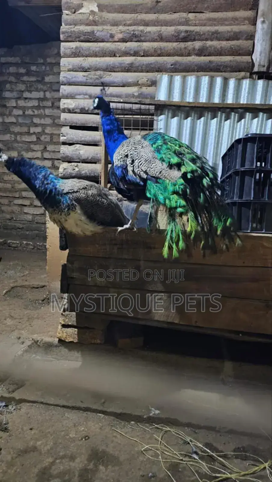Peacocks Birds