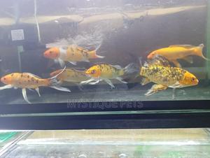 Batturfly Kois - thumbnail 2