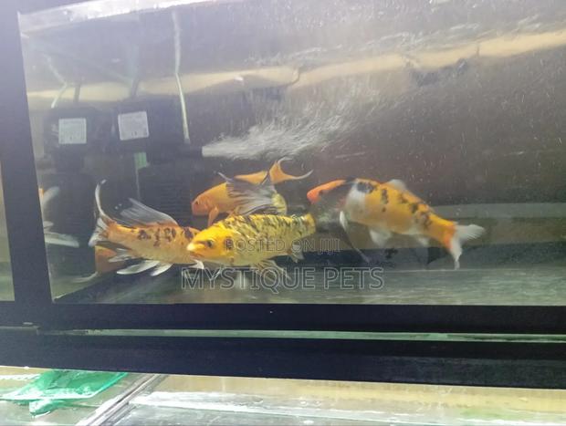 Batturfly Kois - thumbnail 3