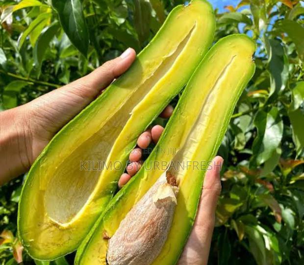 Long Neck Avocado Dwarf Seedlings. - thumbnail 3