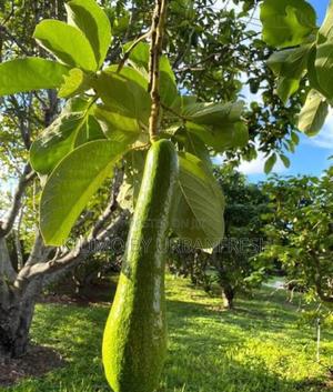 Long Neck Avocado Dwarf Seedlings. - thumbnail 2