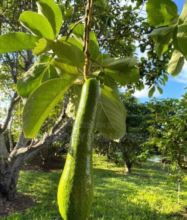 Long Neck Avocado Dwarf Seedlings. - main view