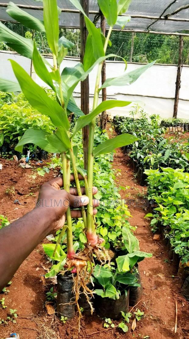 Alligator Seedlings - thumbnail 3