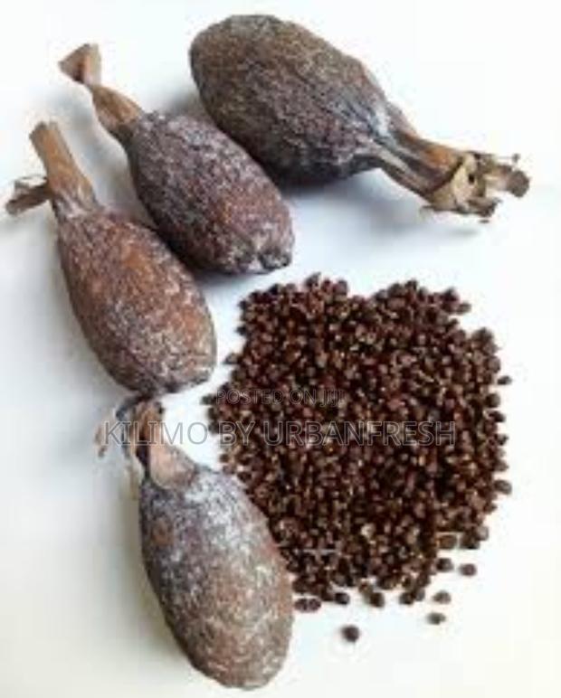 Alligator Seedlings - thumbnail 4