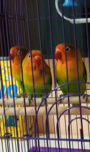 Parakeets Love Birds - thumbnail 2