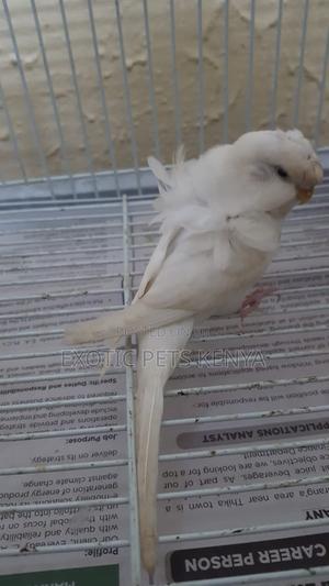 Flower Budgies (Hagoromo) - thumbnail 2