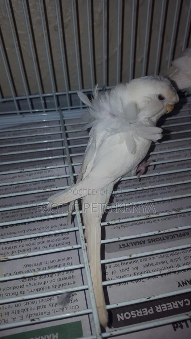 Flower Budgies (Hagoromo) - thumbnail 3