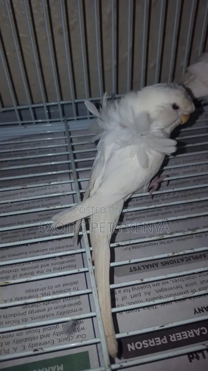 Flower Budgies (Hagoromo)