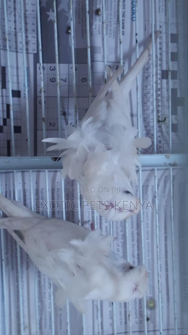 Flower Budgies (Hagoromo) - thumbnail 4