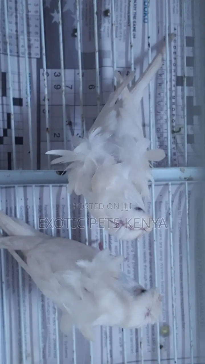 Flower Budgies (Hagoromo)
