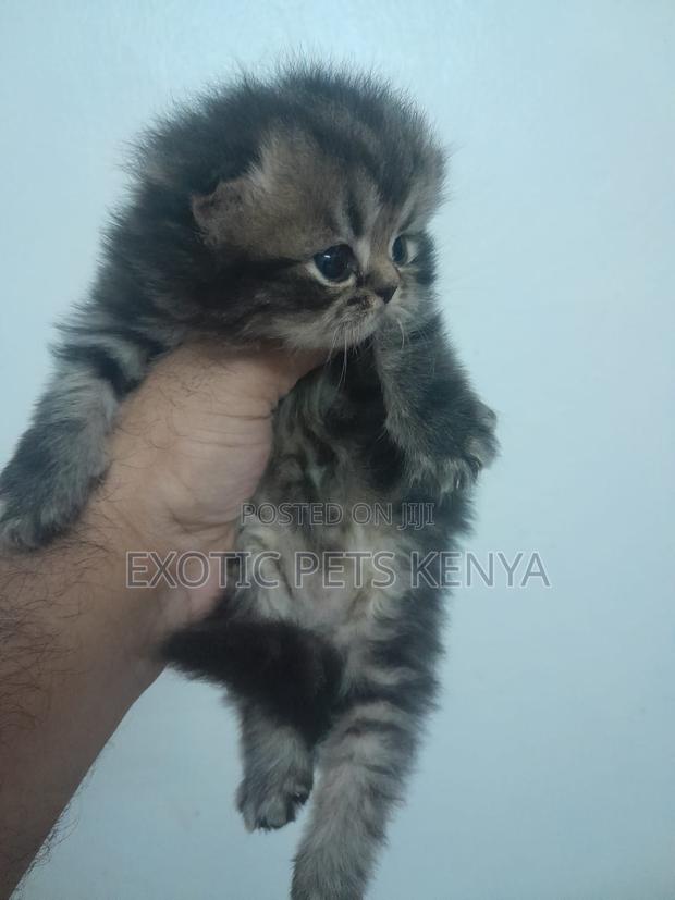 1-3 months Male Purebred Persian - main view