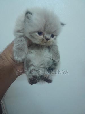1-3 months Female Purebred Persian - thumbnail 2