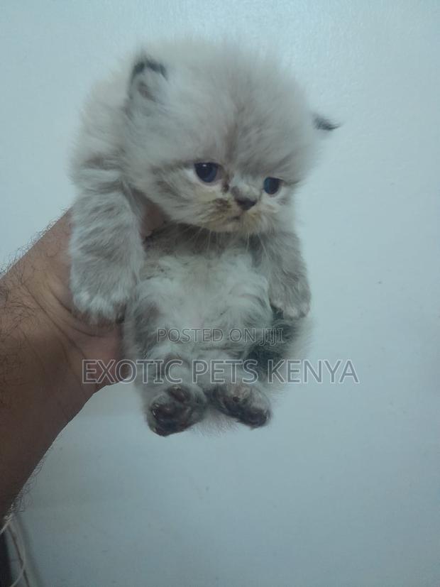 1-3 months Female Purebred Persian - main view