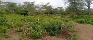 Lake Elementaita Land for Sale