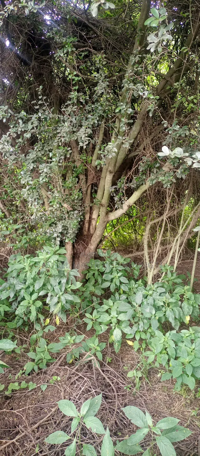 Lake Elementaita Land for Sale