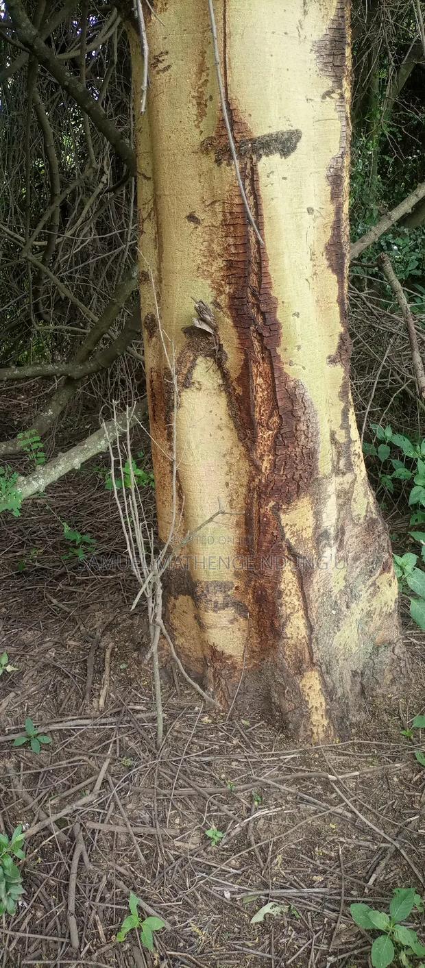 Lake Elementaita Land for Sale - thumbnail 19