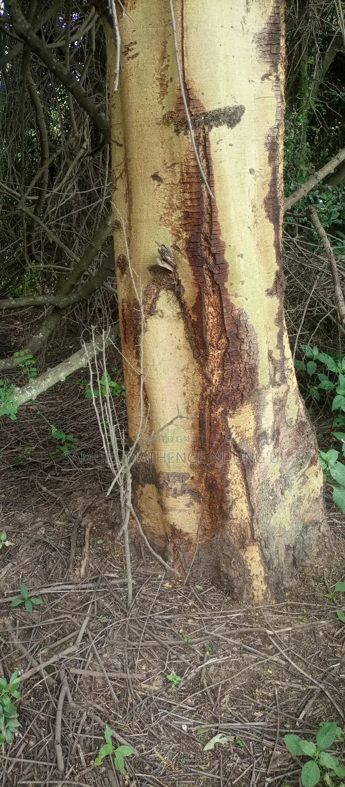 Lake Elementaita Land for Sale