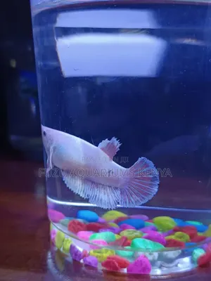 Female Betta Fish - Female