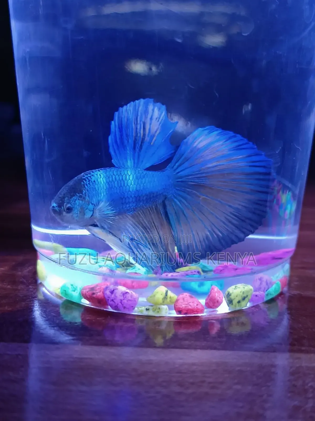 Betta Fish - Different Colors Available