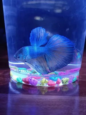 Betta Fish - Different Colors Available