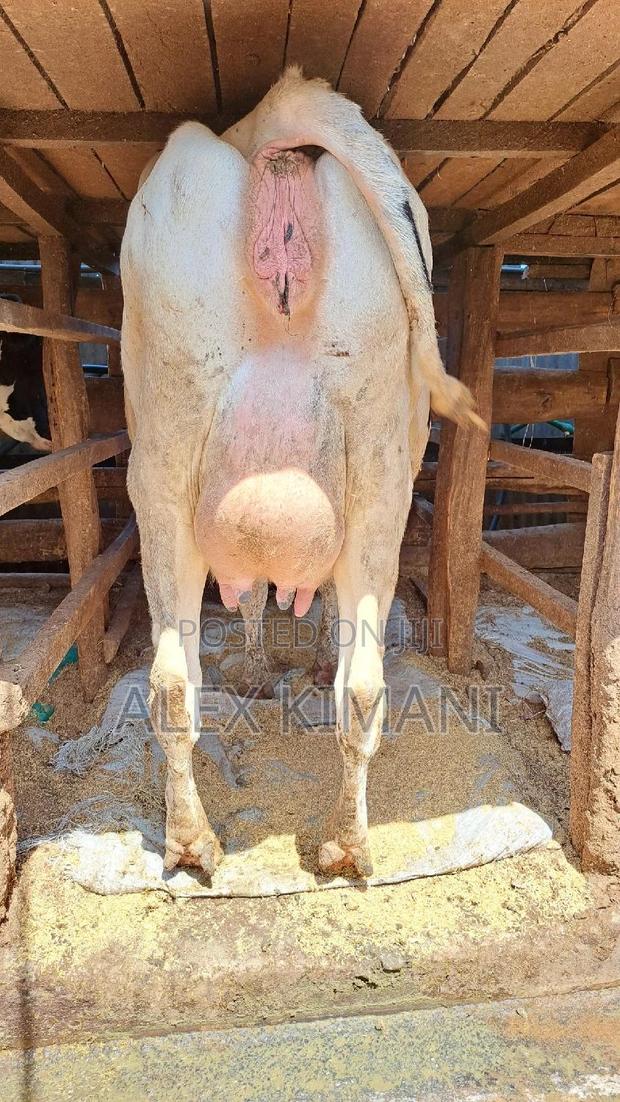 Top Quality Dairy Cows - thumbnail 3