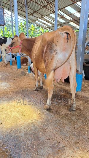 Top Quality Dairy Cows - thumbnail 2