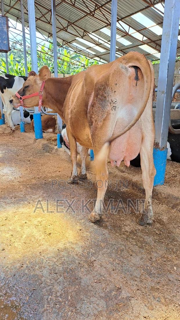 Top Quality Dairy Cows - main view