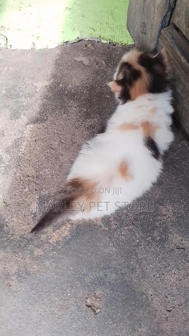 1-3 months Female Purebred American Shorthair