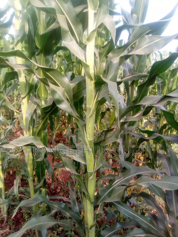 40x80 Plot Matropi Estate Kiambu - thumbnail 2
