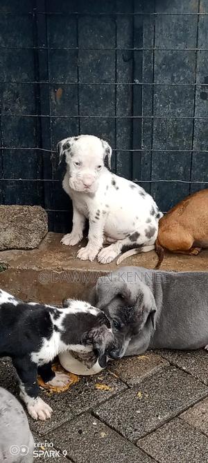 1-3 months Male Purebred Great Dane - thumbnail 2