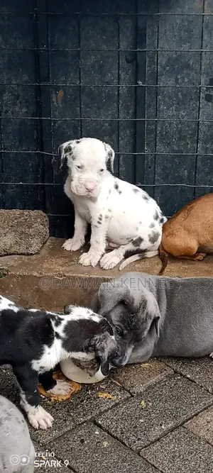 1-3 months Male Purebred Great Dane