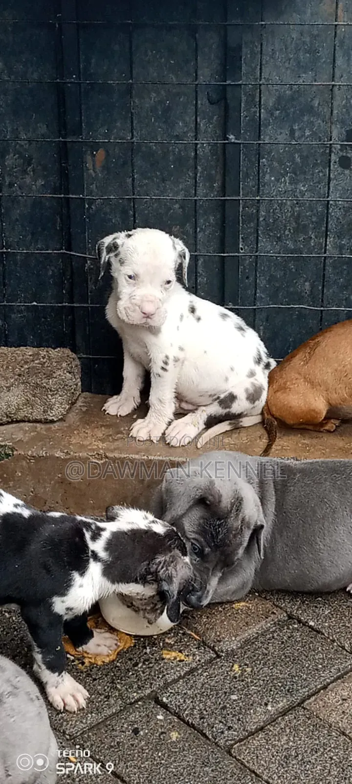 1-3 months Male Purebred Great Dane