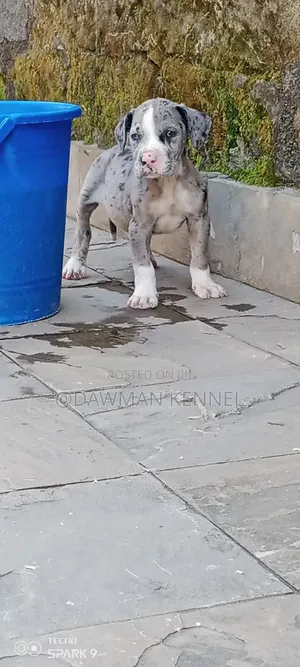 1-3 months Male Purebred Great Dane