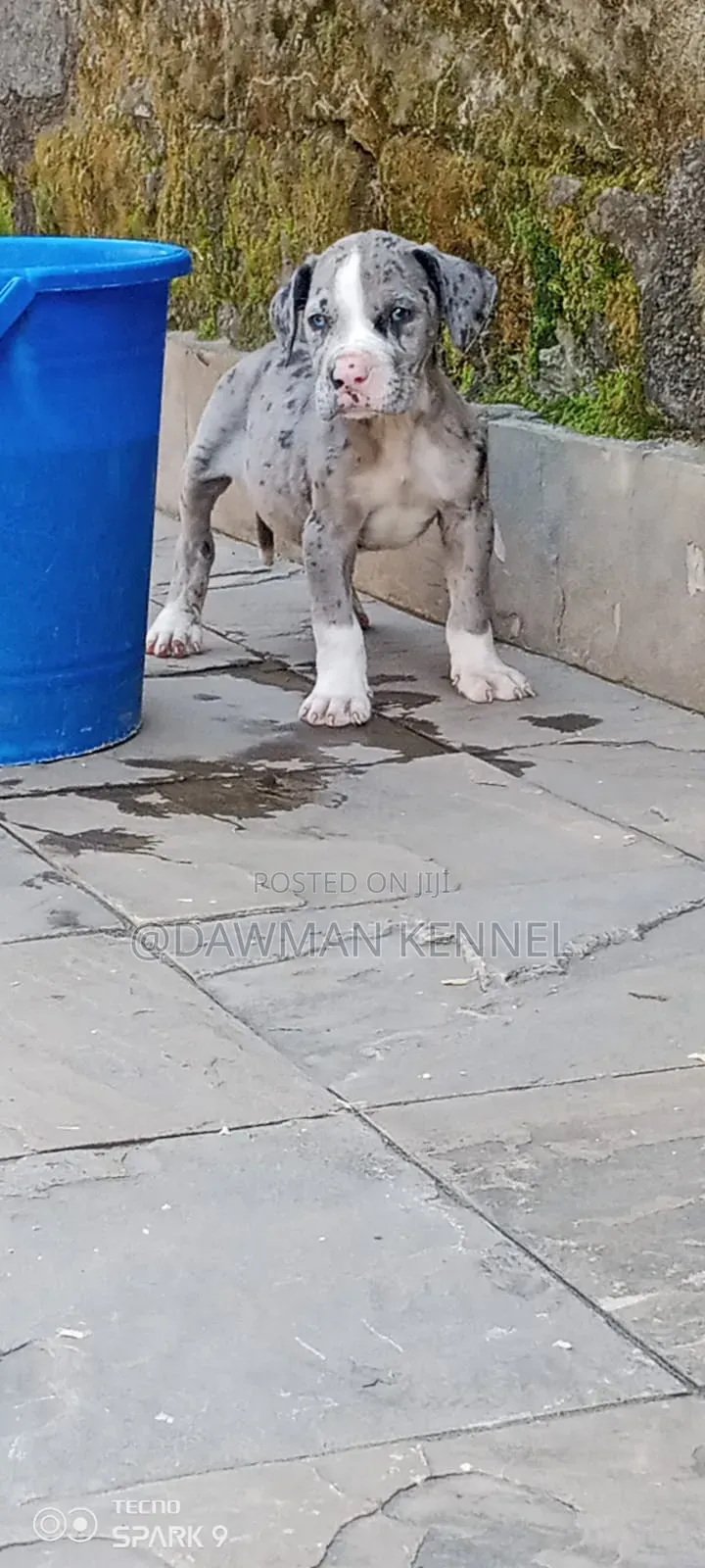 1-3 months Male Purebred Great Dane