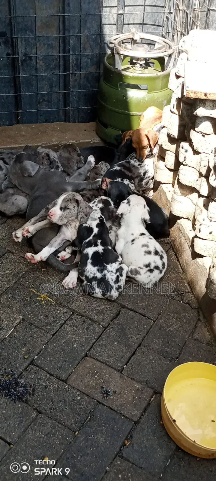 1-3 months Male Purebred Great Dane