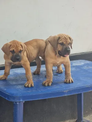 1-3 months Female Purebred Boerboel