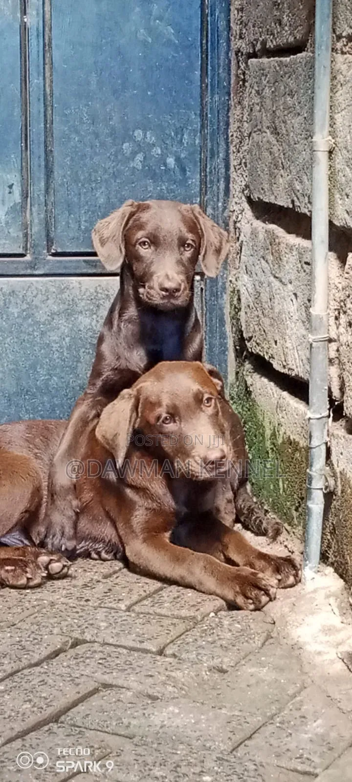 1-3 months Male Purebred Labrador Retriever