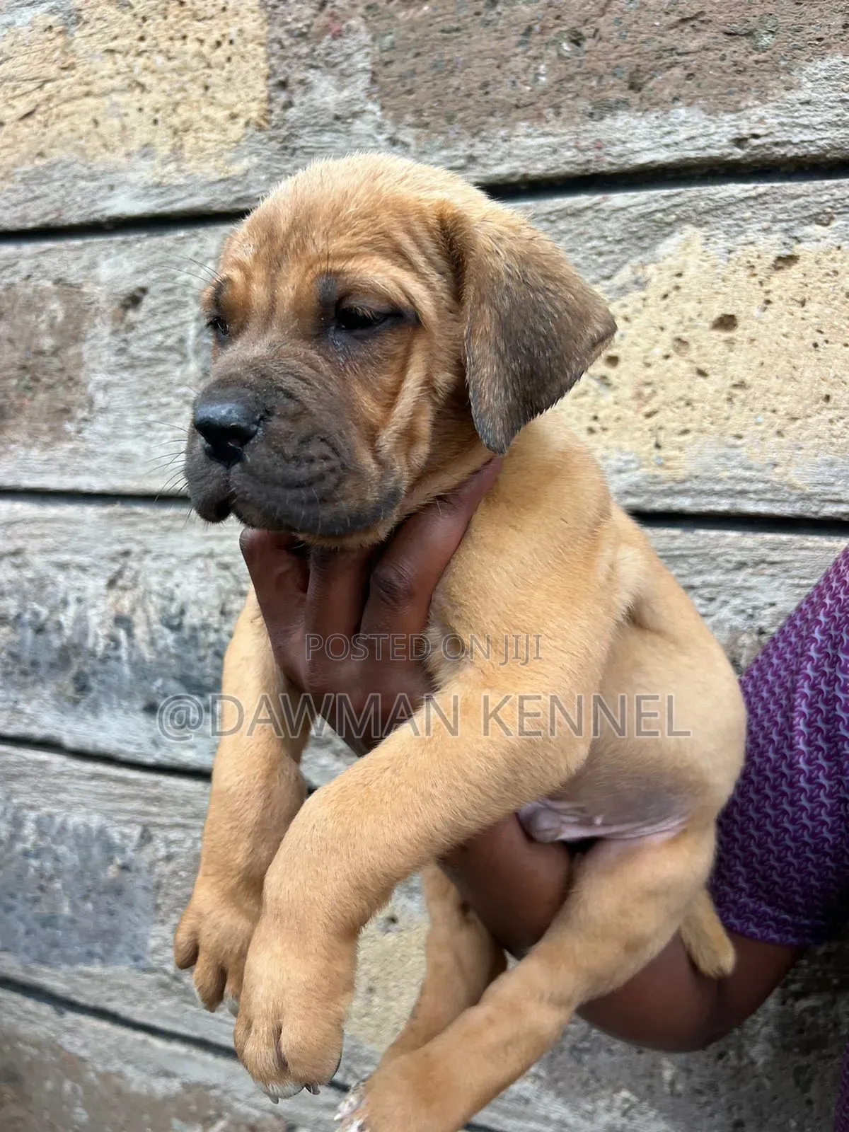 1-3 months Male Purebred Boerboel
