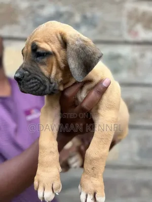 1-3 months Male Purebred Boerboel