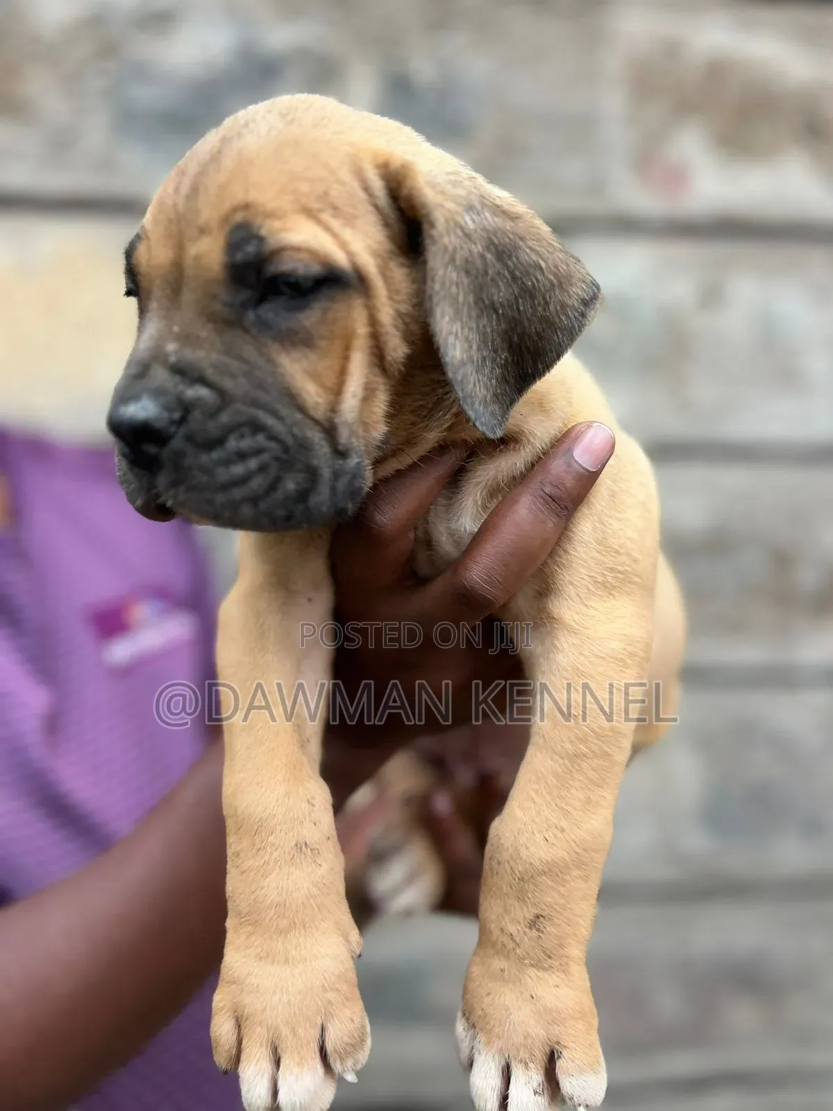 1-3 months Male Purebred Boerboel