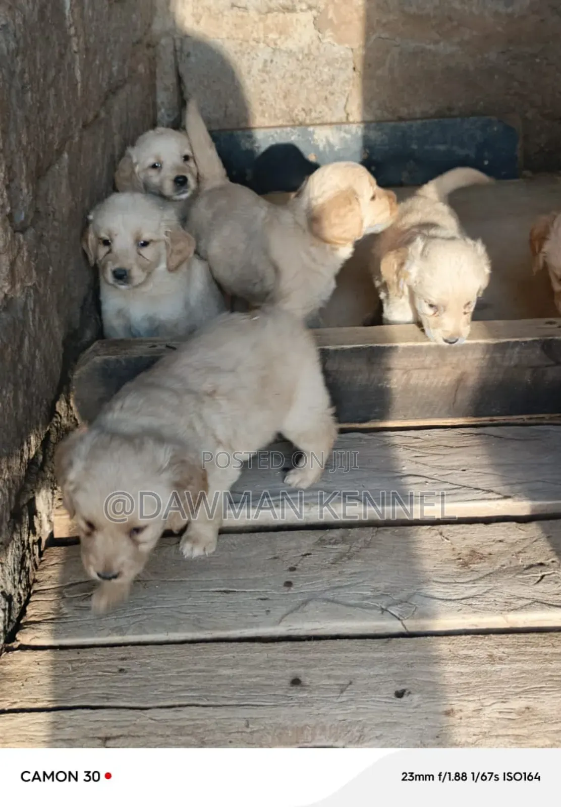 1-3 months Male Purebred Golden Retriever