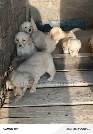 1-3 months Male Purebred Golden Retriever