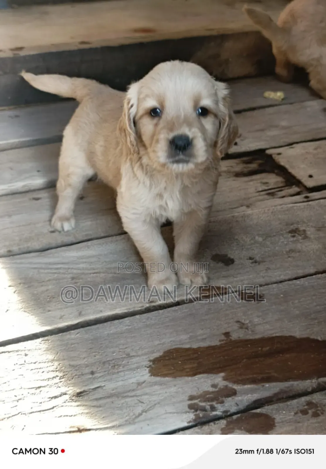 1-3 months Male Purebred Golden Retriever