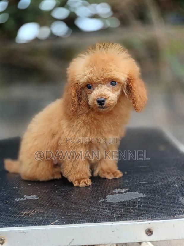 1-3 months Male Purebred Poodle