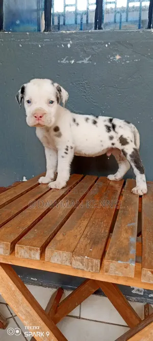 1-3 months Male Purebred Great Dane