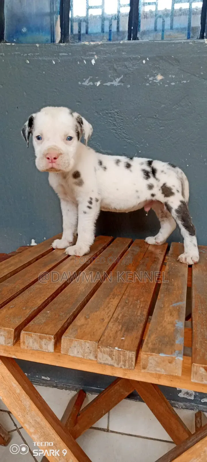 1-3 months Male Purebred Great Dane