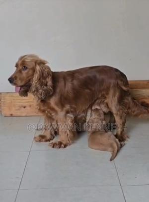 1-3 months Female Purebred Cocker Spaniel - thumbnail 2