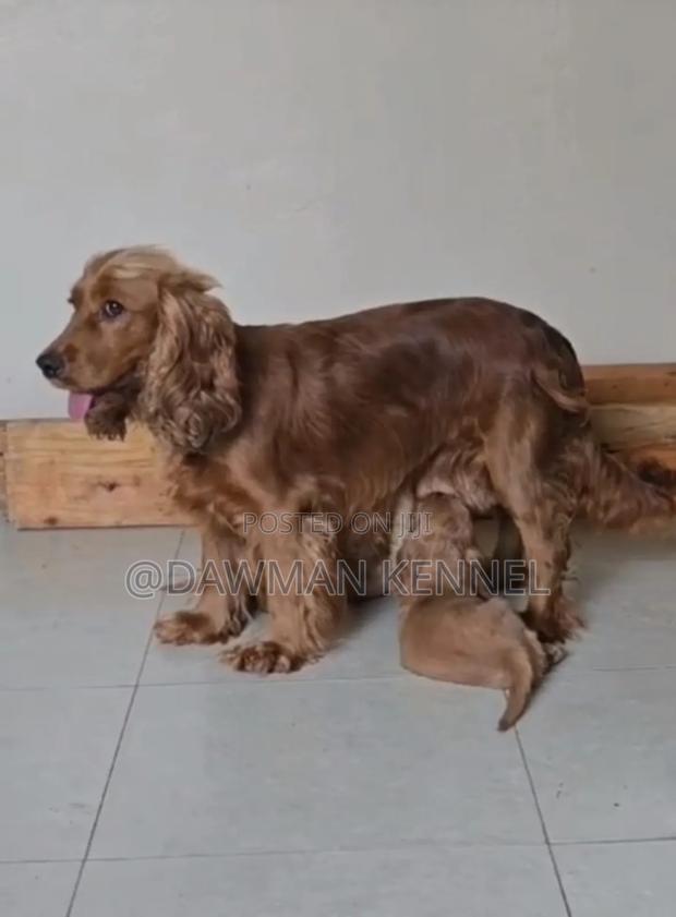 1-3 months Female Purebred Cocker Spaniel - main view